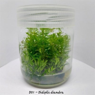 DİDİPLİS DİANDRA IN VITRO 200 CC DEV KAVANOZ
