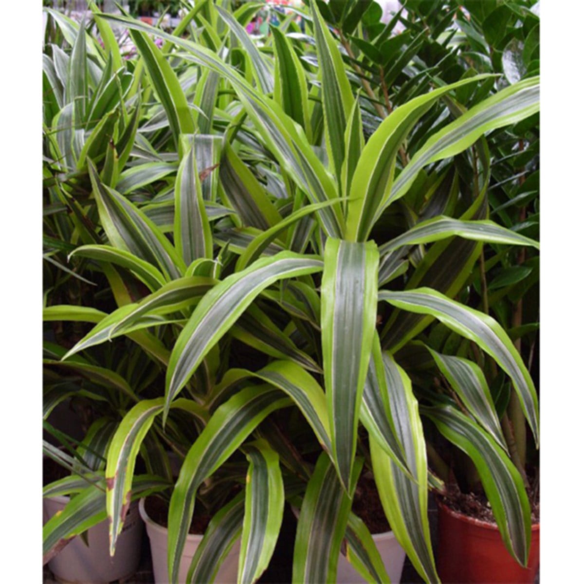 Dracaena deremensis ' Striped 'GLB214