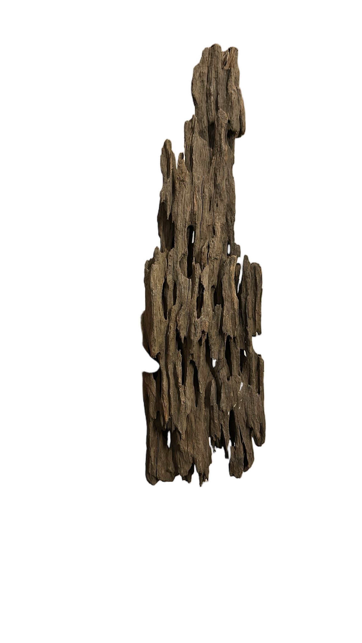 DRAGON WOOD 35-40 CMDRWOOD