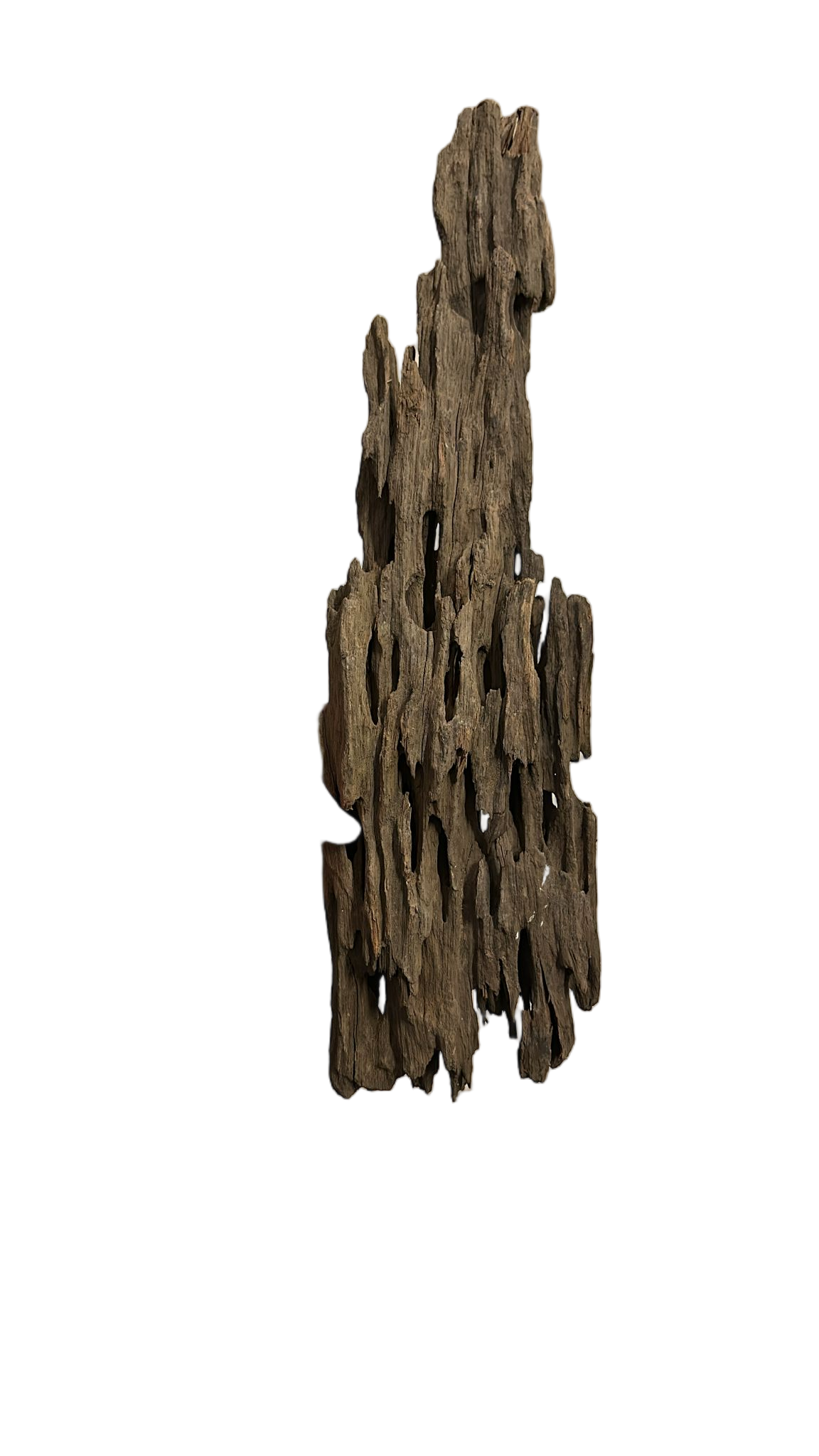 DRAGON WOOD 35-40 CMDRWOOD