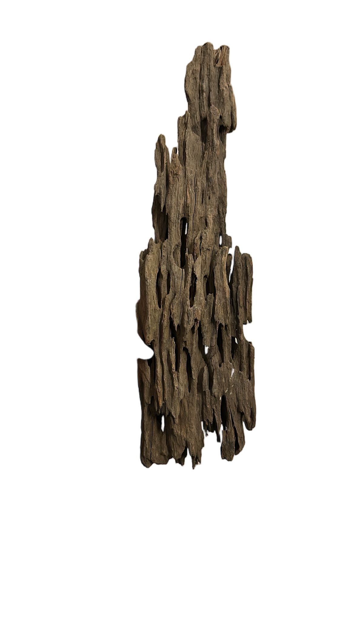 DRAGON WOOD 35-40 CMDRWOOD