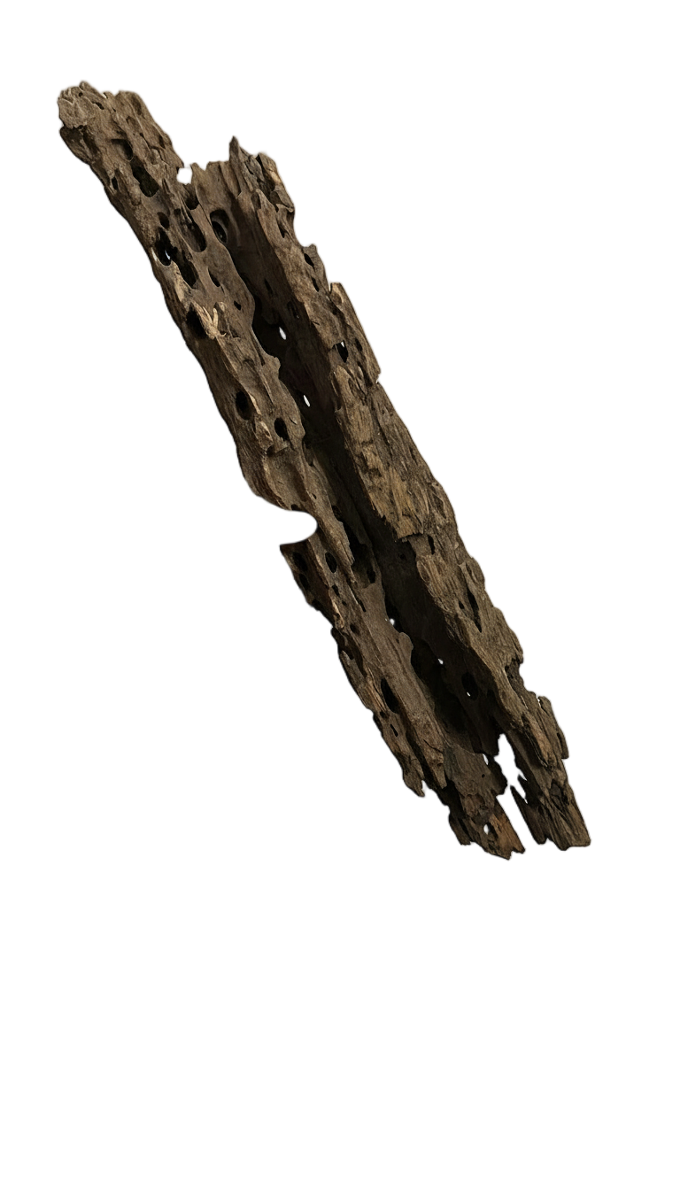 DRAGON WOOD 35-40 CMDRWOOD