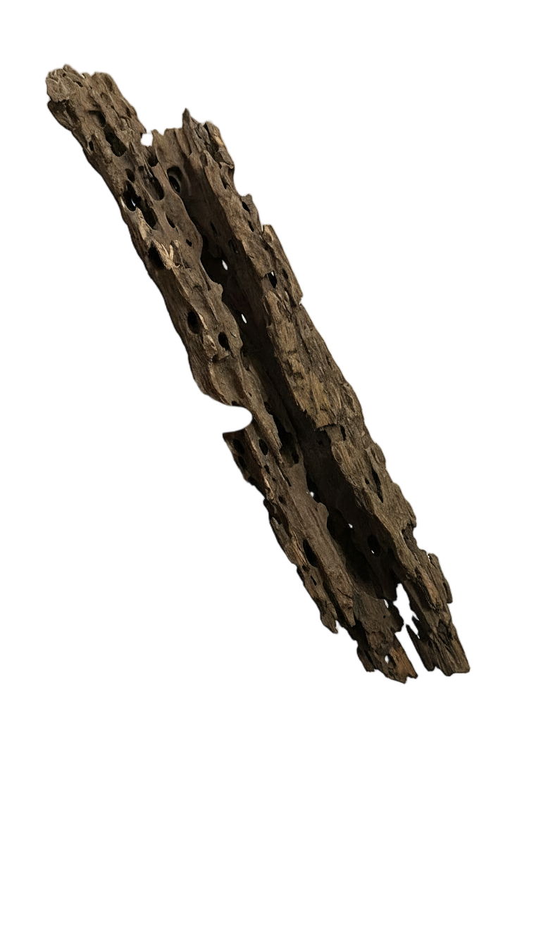 DRAGON WOOD 35-40 CMDRWOOD