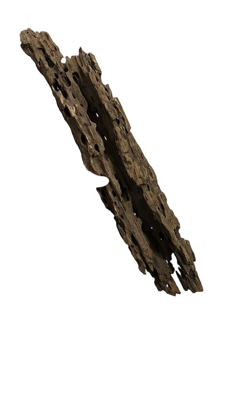 DRAGON WOOD 35-40 CMDRWOOD