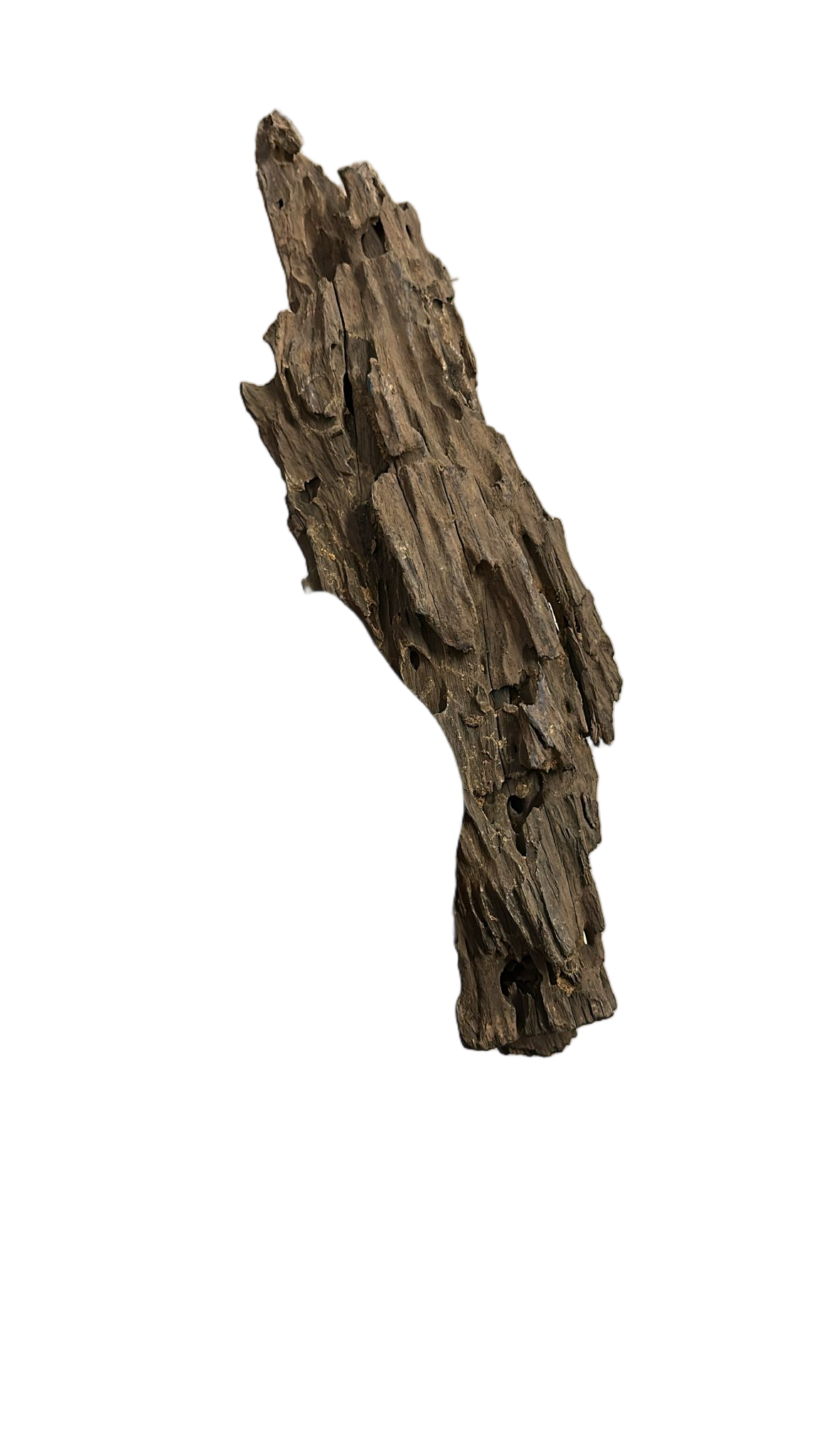 DRAGON WOOD 35-40 CMDRWOOD