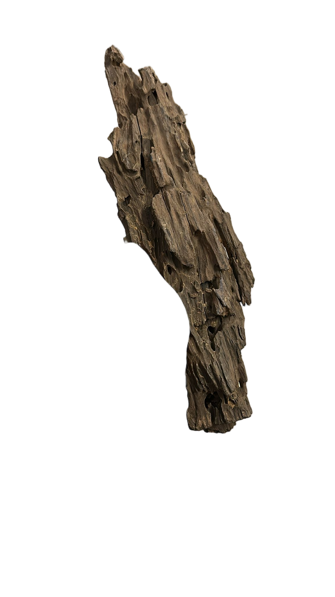 DRAGON WOOD 35-40 CMDRWOOD