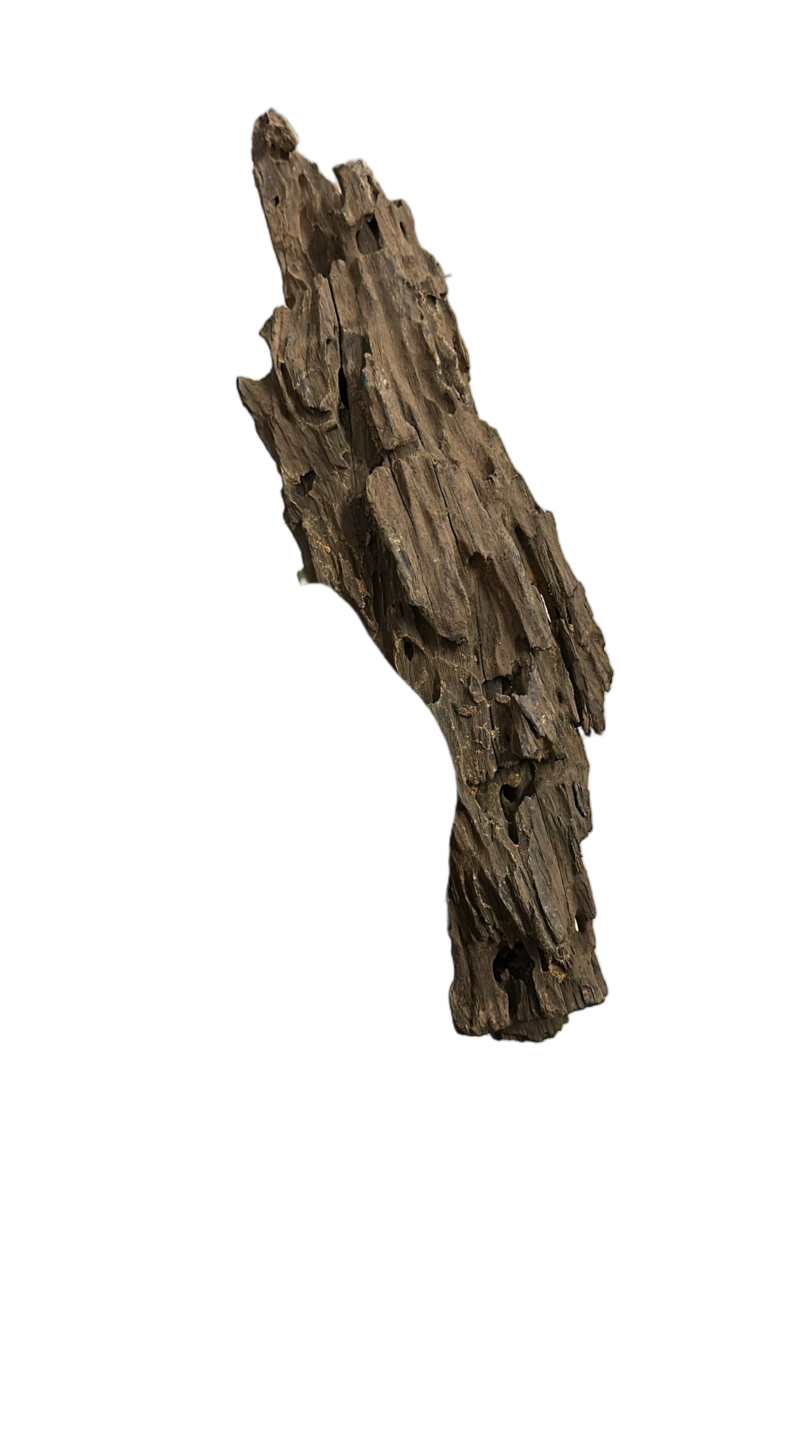 DRAGON WOOD 35-40 CMDRWOOD