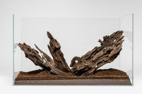 DRAGON WOOD 35-40 CMDRWOOD