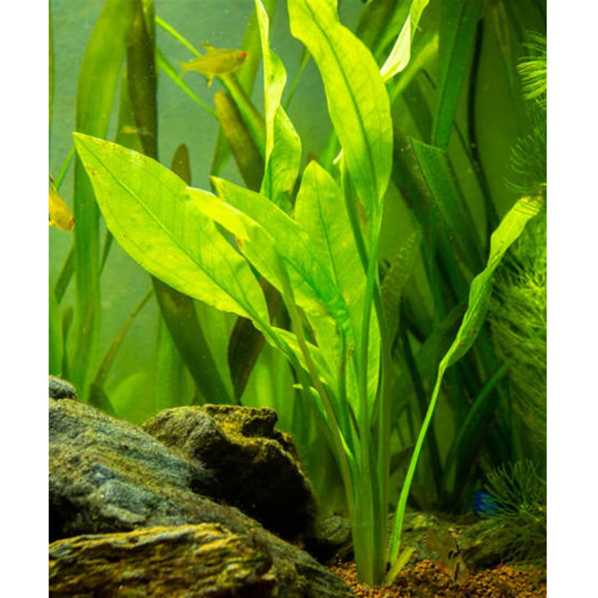 Echinodorus amazonicusSP1081