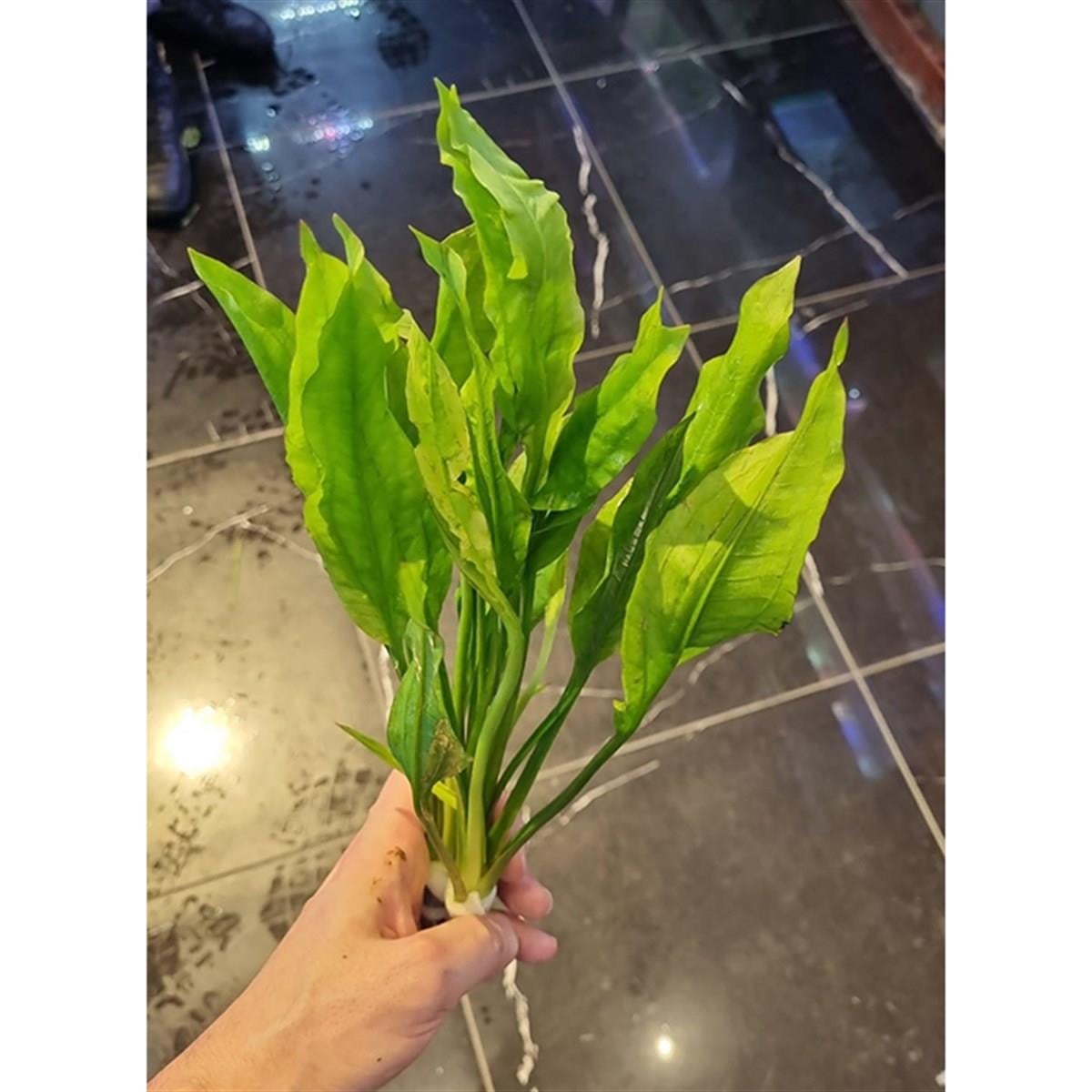 Echinodorus bleheri 'XL'SP1083