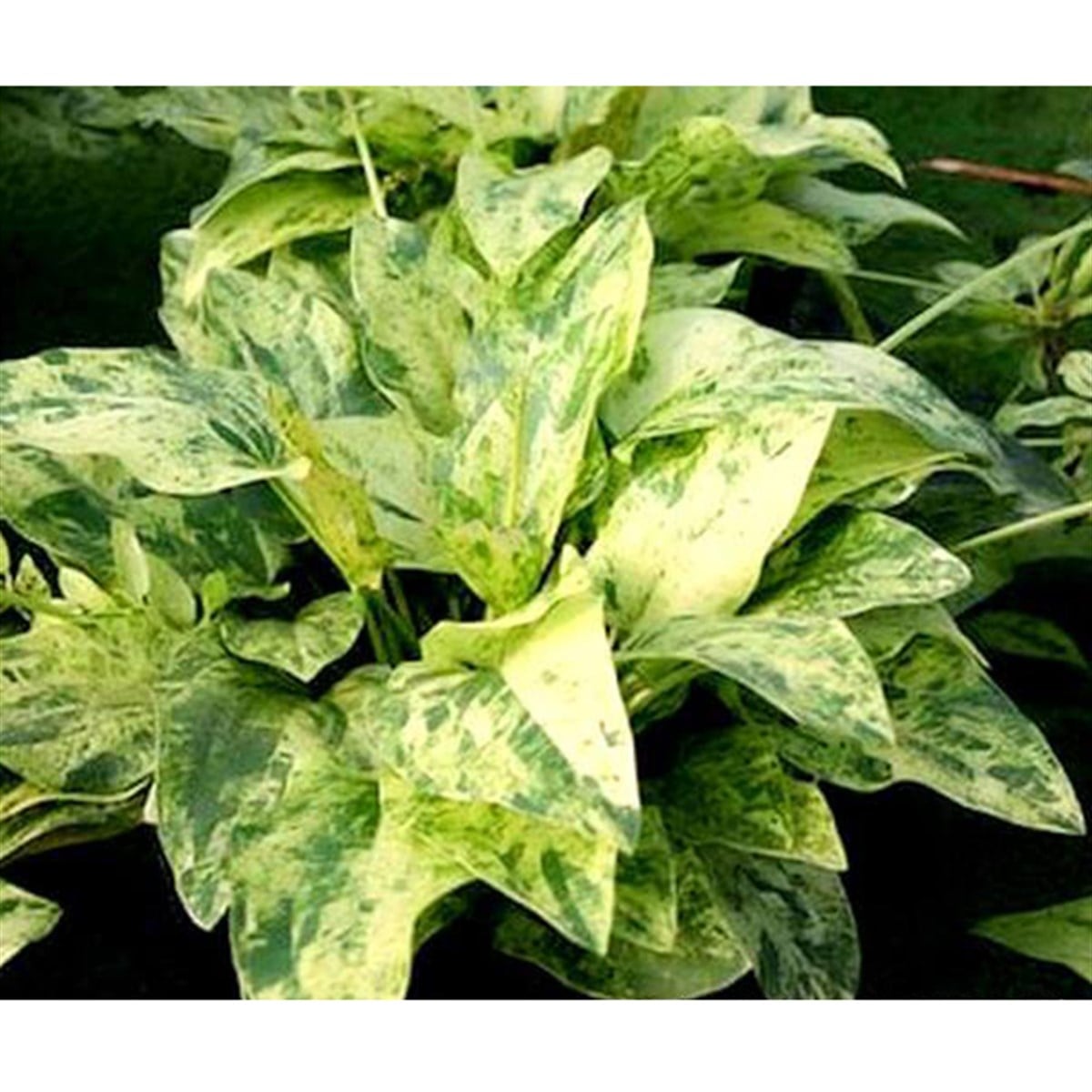 Echinodorus cordifolius 'marble queenSP1084