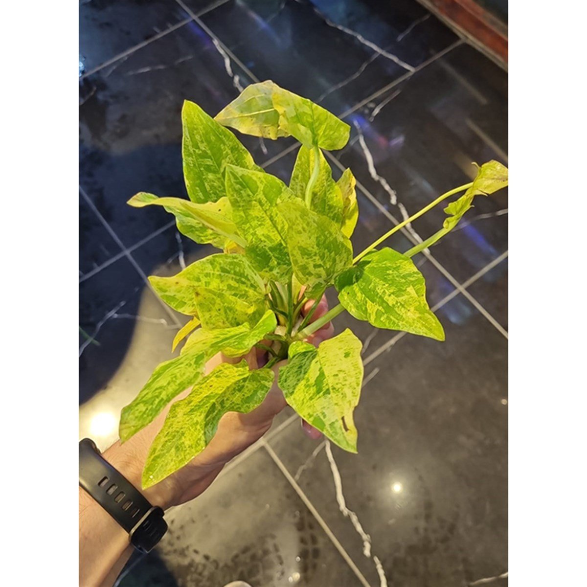 Echinodorus cordifolius 'marble queenSP1084
