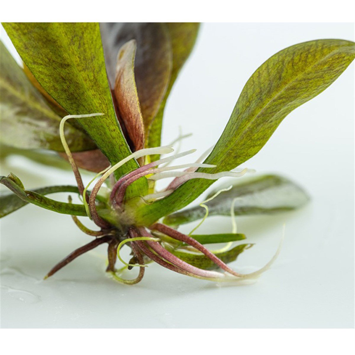 Echinodorus 'Reni' (İn Vitro)072DTC
