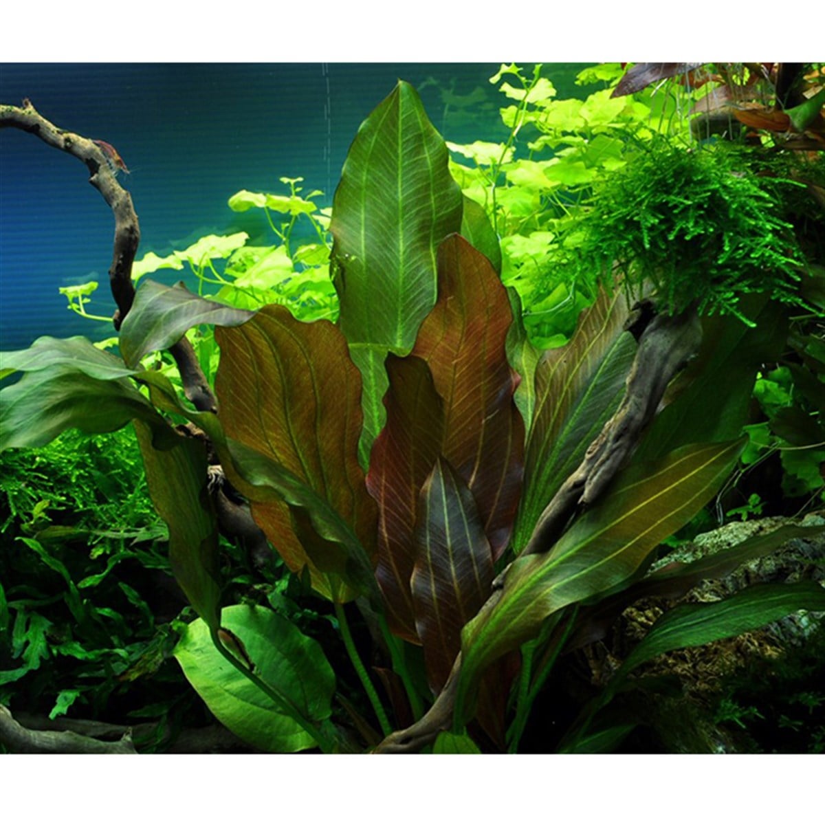 Echinodorus 'Reni' (İn Vitro)072DTC