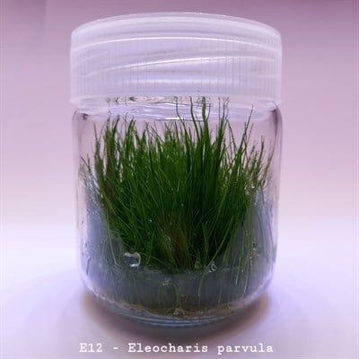 ELEOCHARİS PARVULA IN VITRO 200 CC DEV KAVANOZ
