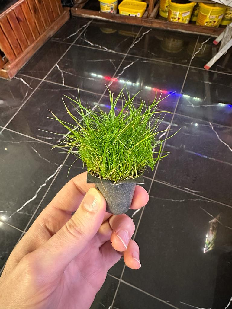 ELEOCHARİS PARVULA MİNİ 3,5 CM X 3,5 CM VİYÖLVCRPARVULA