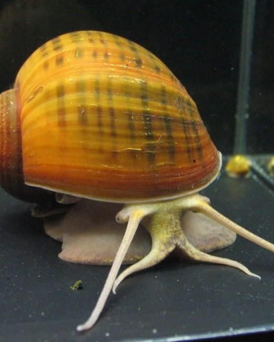 Elma Salyangozu 3 ADETelmslyn