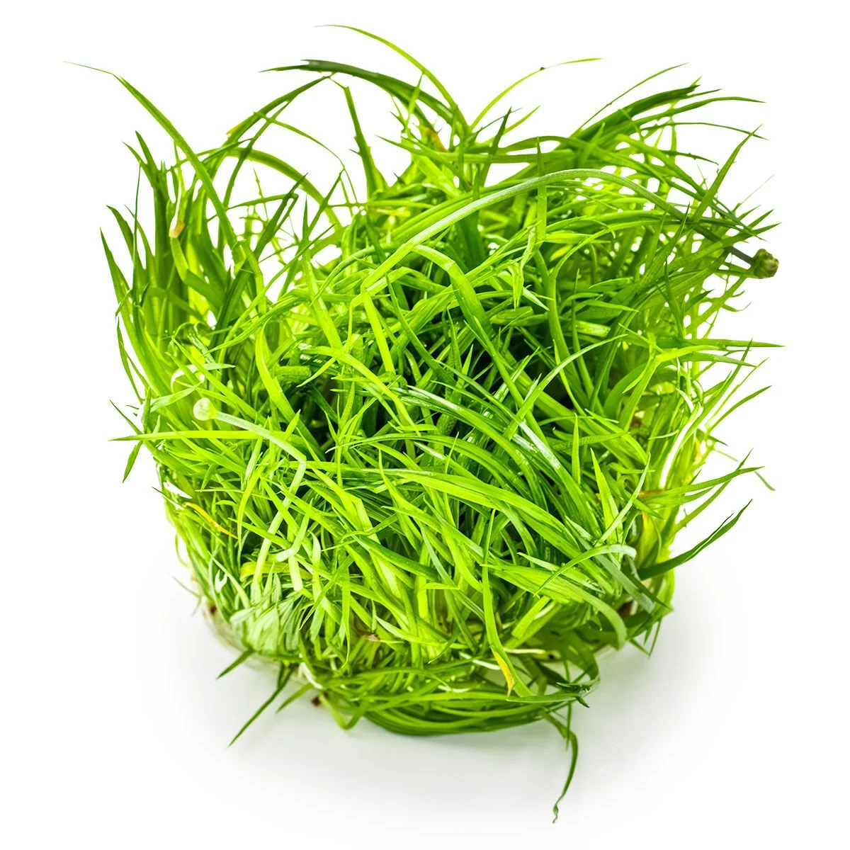 ERİOCAULON CİNEREUM IN VITRO-TROPİCA091TC