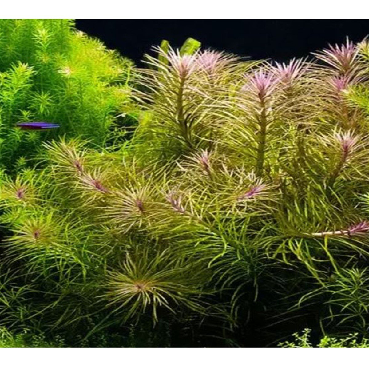 Eustralis Stella3120