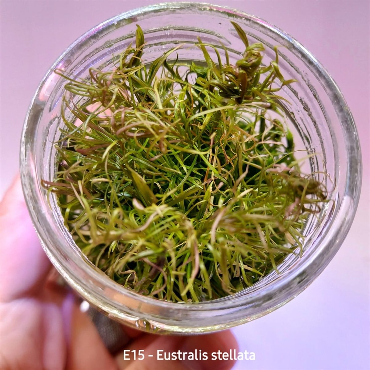 EUSTRALİS STELLATA IN VITRO 200 CC DEV KAVANOZE15