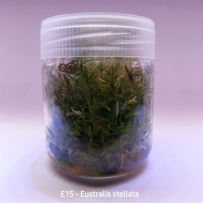 EUSTRALİS STELLATA IN VITRO 200 CC DEV KAVANOZ