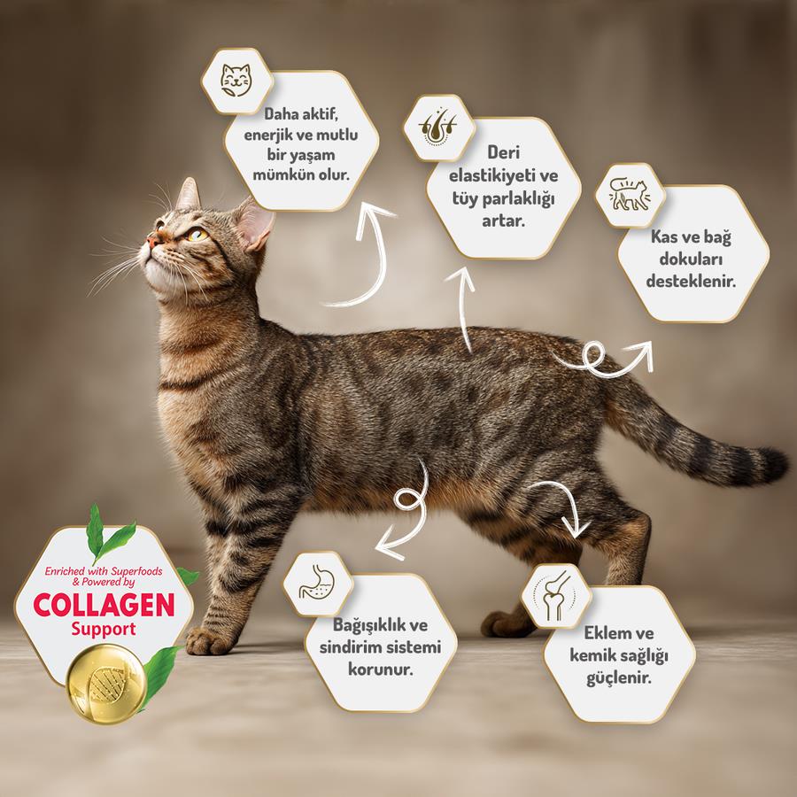Felicia Az Tahıllı HypoAllergenic Kuzu Etli Yetişkin Kedi Maması 2 Kg8681299606665