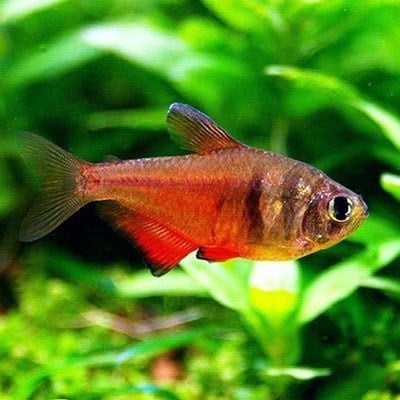 FLAME TETRA BALIKLARI