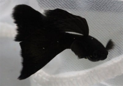 FULL BLACK LEPİSTES BALIKLARI