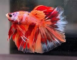 GALAXY HALFMOON NEMO BETTA BALIKLARI STRAFORLU GÖNDERİMcanlı-410