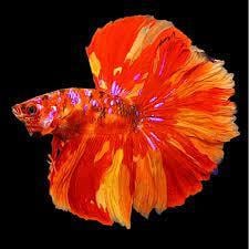GALAXY HALFMOON NEMO BETTA BALIKLARI STRAFORLU GÖNDERİMcanlı-410