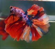 GALAXY HALFMOON NEMO BETTA BALIKLARI STRAFORLU GÖNDERİMcanlı-410