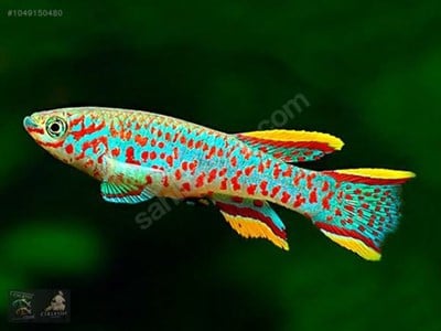 GARDNERİ KILLIFISH BALIKLARI