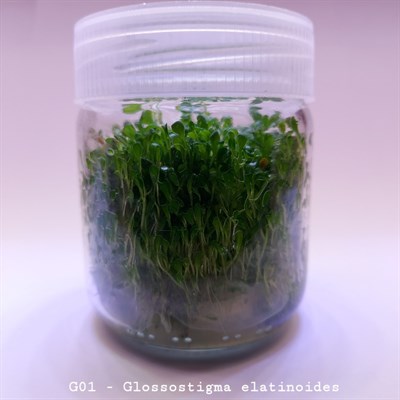 GLOSSOSTİGMA ELATİNOİDES IN VITRO 200 CC DEV KAVANOZ