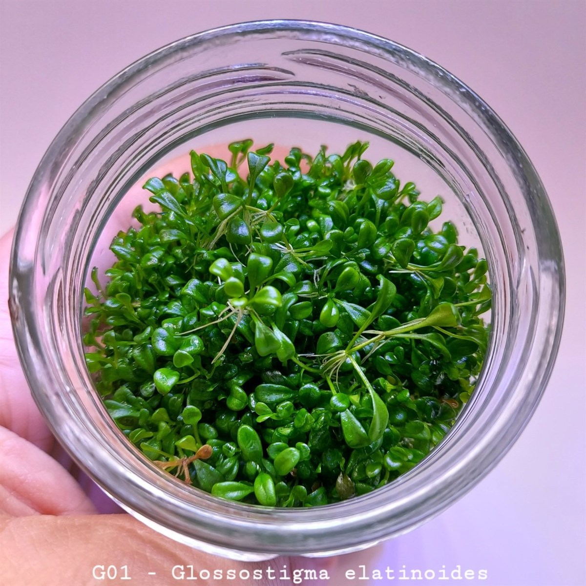 GLOSSOSTİGMA ELATİNOİDES IN VITRO 200 CC DEV KAVANOZG01