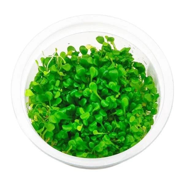 GLOSSOSTİGMA ELATİNOİDES IN VITRO CREAQUAG01CR