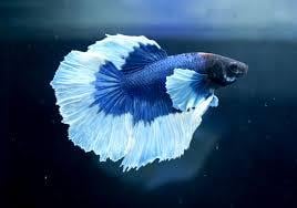 HALFMOON BETTA BALIKLARIcanlı-11