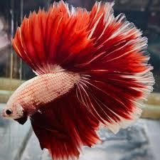 HALFMOON BETTA BALIKLARIcanlı-11