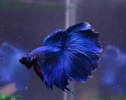 HALFMOON BETTA BALIKLARIcanlı-11