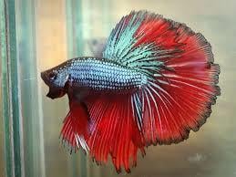 HALFMOON BETTA BALIKLARIcanlı-11