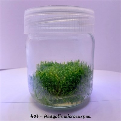 HEDYOTİS MİCROCARPEA IN VITRO 200 CC DEV KAVANOZ