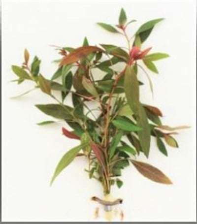 Helletera