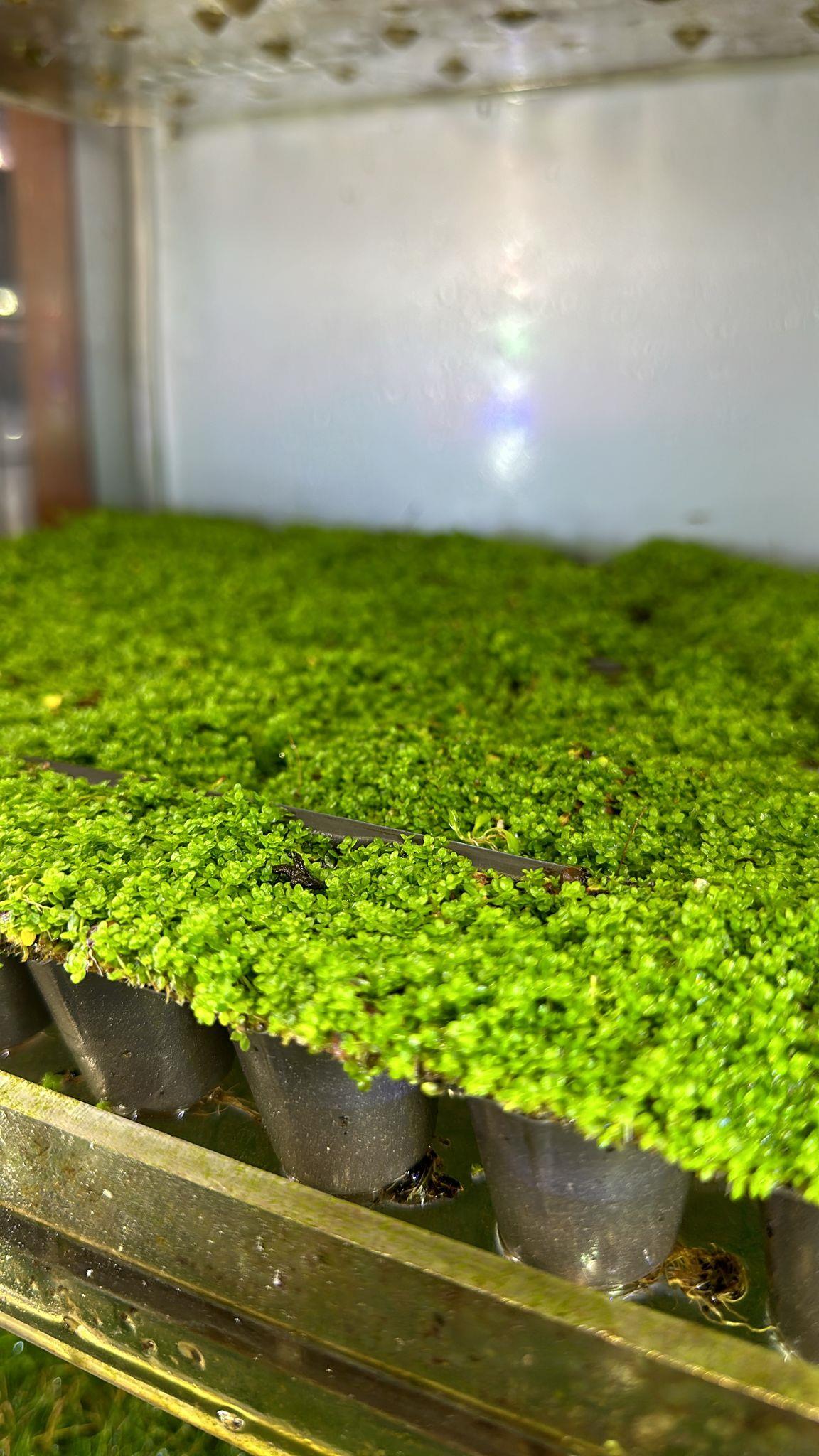 Hemianthus callitrichoides 'cuba' 3,5X3,5 CMVCRCUBA