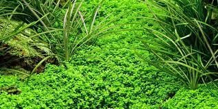 Hemianthus callitrichoides 'cuba' 3,5X3,5 CMVCRCUBA