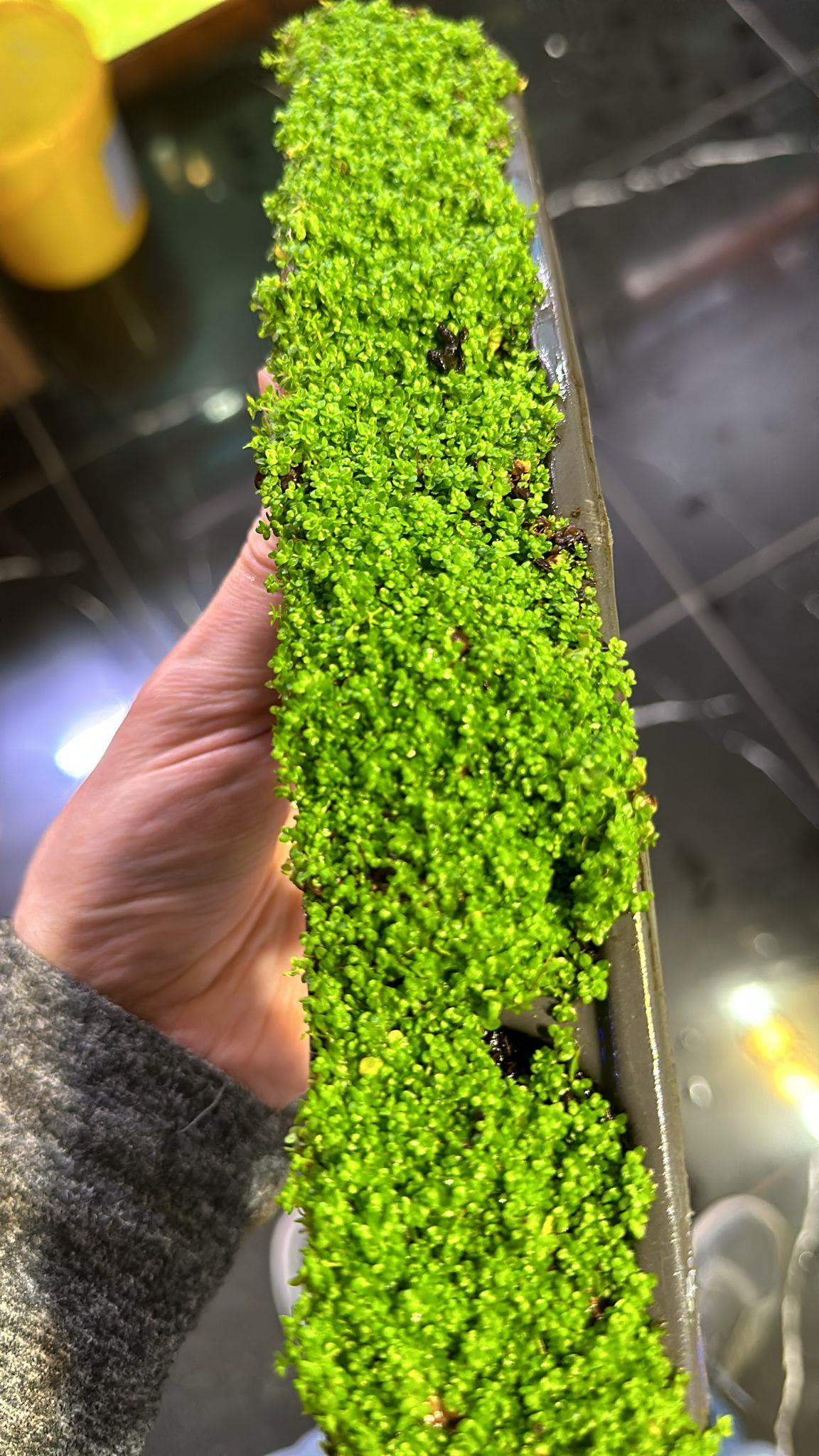 Hemianthus callitrichoides 'cuba' 3,5X3,5 CMVCRCUBA