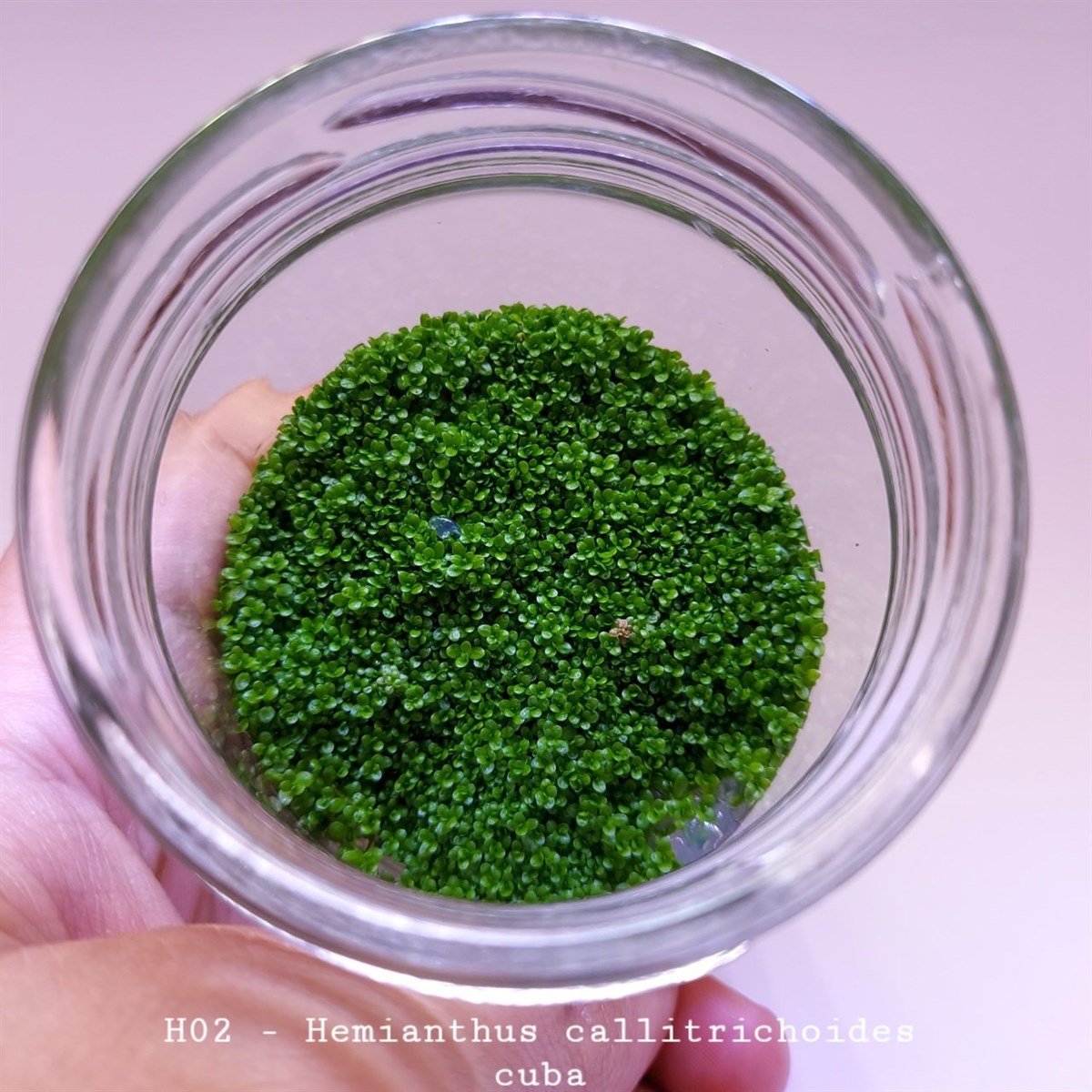 HEMİANTHUS CALLİTRİCHOİDES  CUBA IN VITRO 200 CC DEV KAVANOZH02