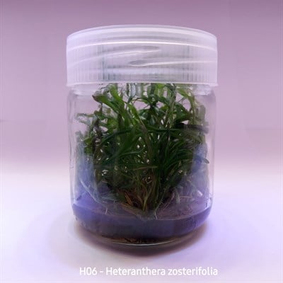 HETERANTHERA ZOSTERİFOLİA IN VITRO 200 CC DEV KAVANOZ