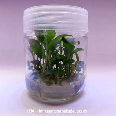 Homalomena sekadau south IN VITRO 200 CC DEV KAVANOZ
