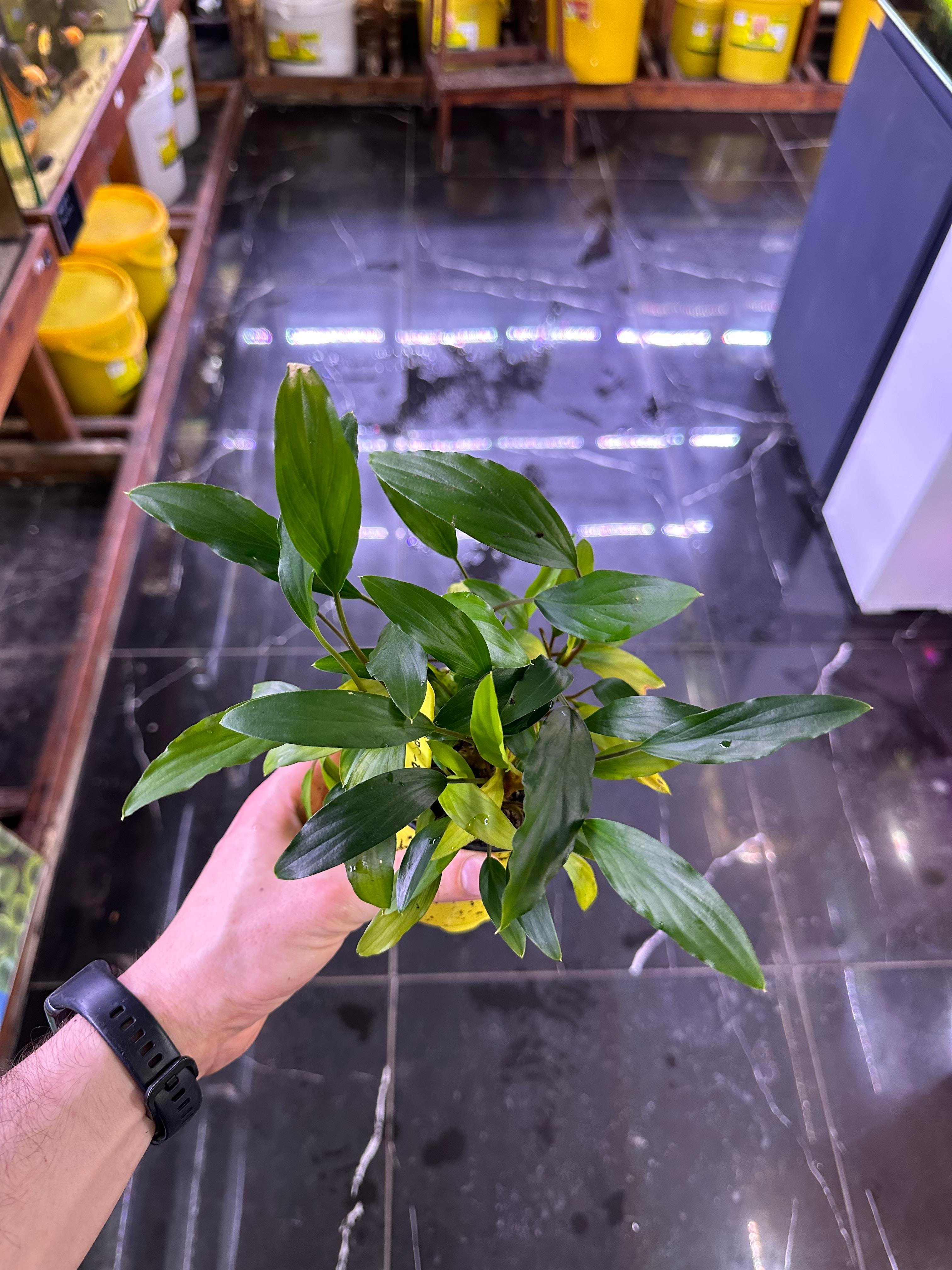 HOMALOMENA SP. SEKADAU BÜYÜK SAKSIH04CRBB