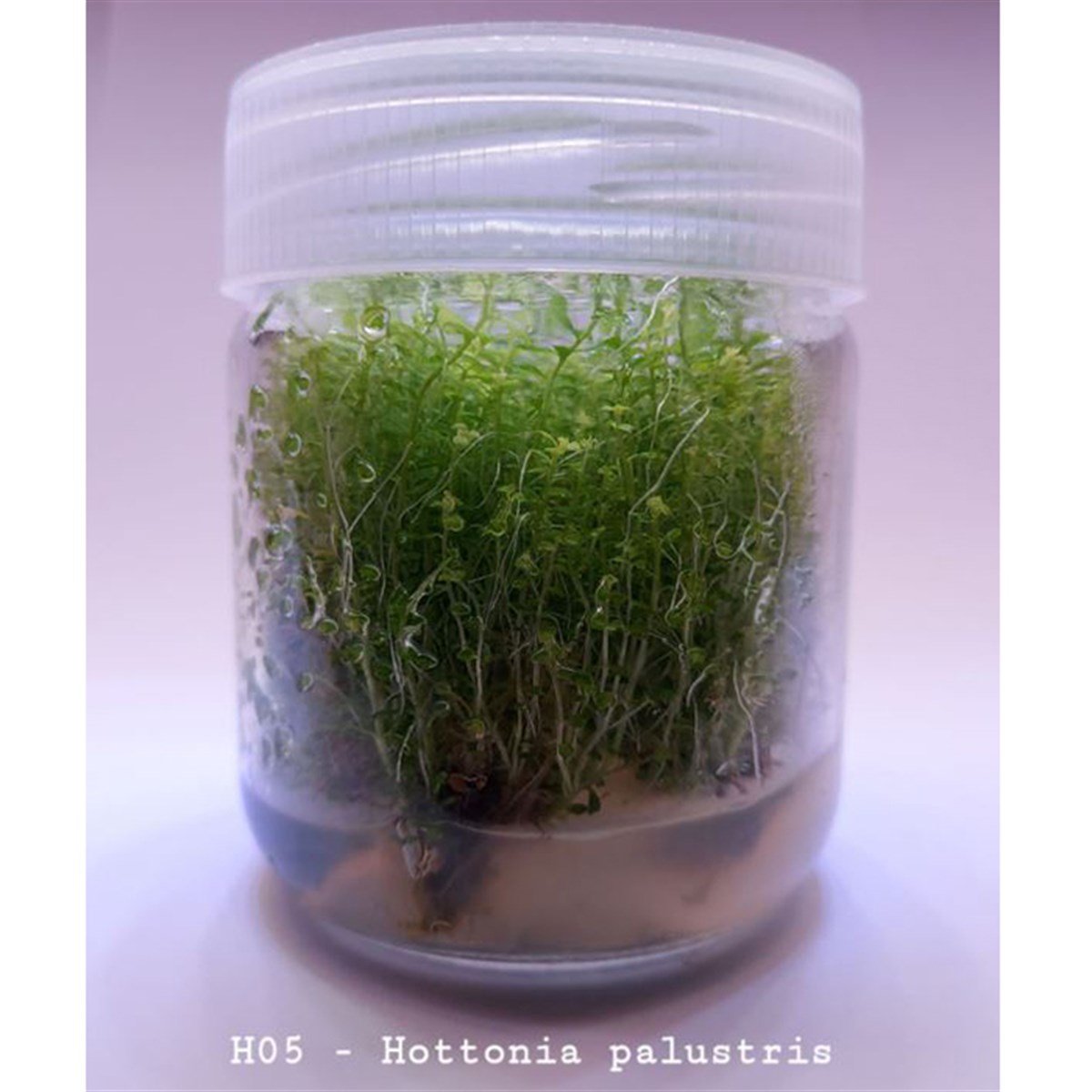 HOTTNİA PALUSTRIS IN VITROH05