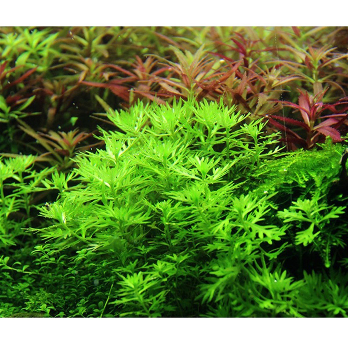 Hottonia palustris (İn Vitro)027TC